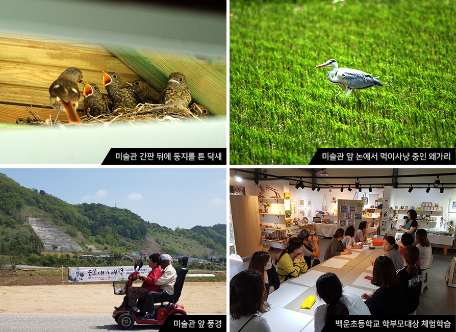 미술관 간판 뒤에 둥지를 튼 닥새/미술관 앞 논에서 먹이사냥 중인 왜가리/미술관 앞 풍경/백운초등학교 학부모대상 체험학습