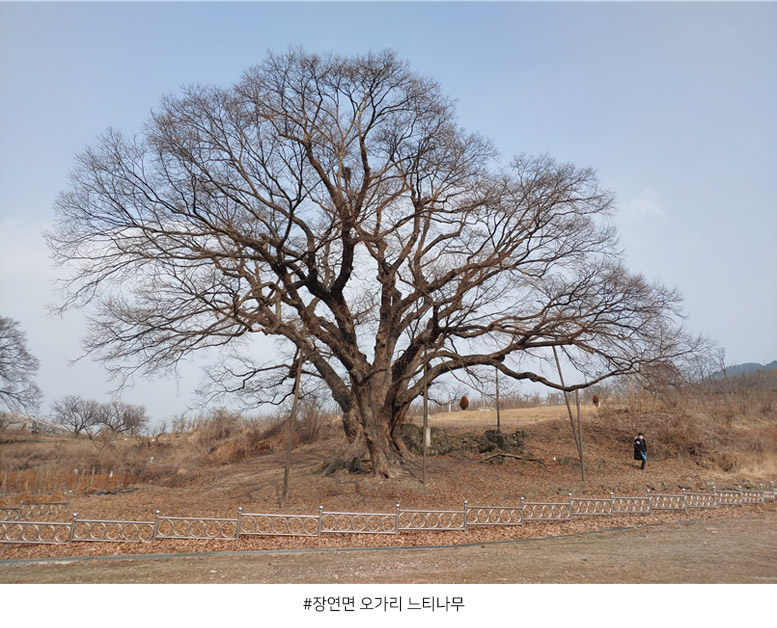 
장연면 오가리 느티나무