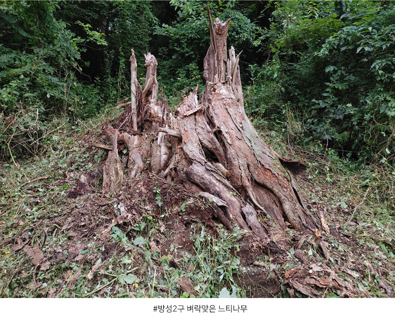 
방성2구 벼락맞은 느티나무